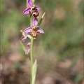 Ophrys fuciflora III.jpg
