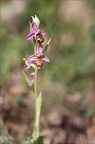Ophrys fuciflora III