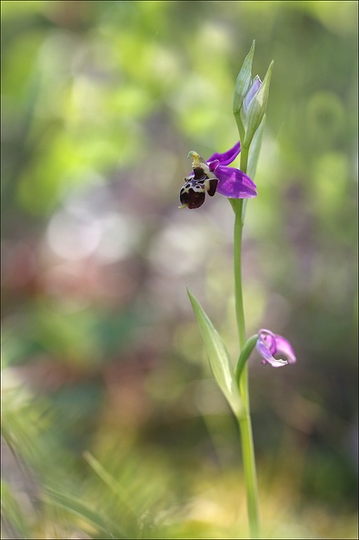 Ophrys fuciflora V.jpg