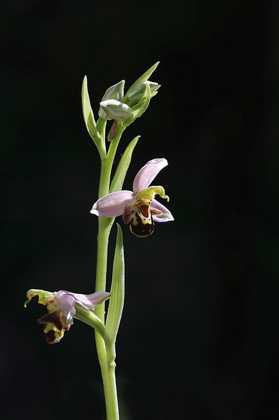 Ophrys apifera_04-05-20_021.jpg