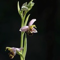Ophrys apifera 04-05-20 021