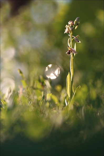 Ophrys apifera-m2.jpg