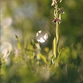Ophrys apifera-m2