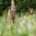 Orchis bouc 19-05-20 022