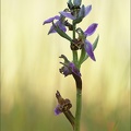 Ophrys apifera-