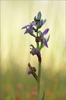 Ophrys apifera-