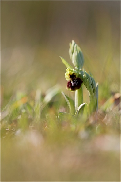 Ophrys de mars_21-03-08_012.jpg