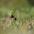 Ophrys de mars_21-03-13_013.jpg