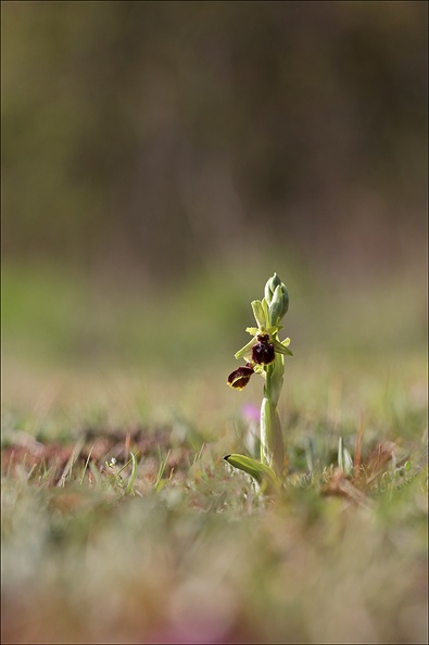 Ophrys de mars_21-03-13_027.jpg