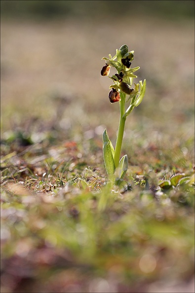 Ophrys de mars_21-03-13_032.jpg