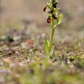 Ophrys de mars 21-03-13 032