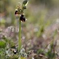 Ophrys de mars 21-03-13 068