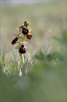 Ophrys de mars 21-03-19 015
