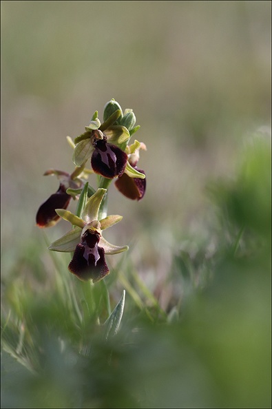 Ophrys de mars_21-03-19_012.jpg