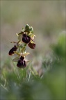 Ophrys de mars 21-03-19 012