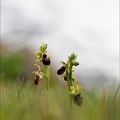 Ophrys de mars_21-03-19_050.jpg