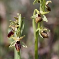Ophrys de mars 21-03-23 018