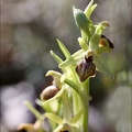 Ophrys de mars 21-03-23 022