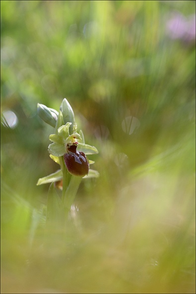 Ophrys sphegodes_21-03-27_008.jpg
