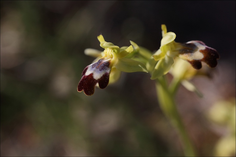 Ophrys lupercalis_28-03-21_006.jpg