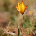Tulipe australe_21-03-31_045.jpg