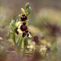 Ophrys de mars 21-03-17 018