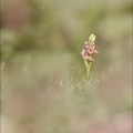 Ophrys fuciflora lusus Mickey_08-05-21_008.jpg
