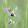 Ophrys apifera 21-05-21 05