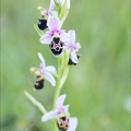 Ophrys fuciflora 21-05-21 12