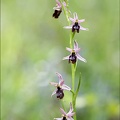 Ophrys drumana x insectifera 23-05-21 25
