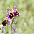 Ophrys fuciflora x 23-05-21 25