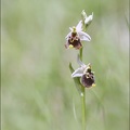Ophrys fuciflora_23-05-21_12.jpg