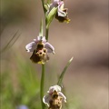 Ophrys fuciflora_23-05-21_22.jpg