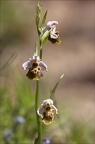 Ophrys fuciflora 23-05-21 22