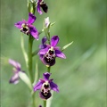 Ophrys fuciflora 23-05-21 25
