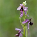Ophrys drumana mini