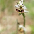 Ophrys fuciflora_23-05-21_20.jpg