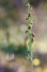 Ophrys aimonii 12-06-21 19
