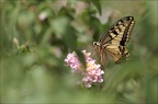 Papillon machaon 12-07-21 025