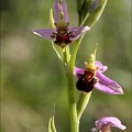 Ophrys apifera- jI
