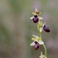 Ophrys incubacea-