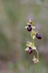 Ophrys incubacea-