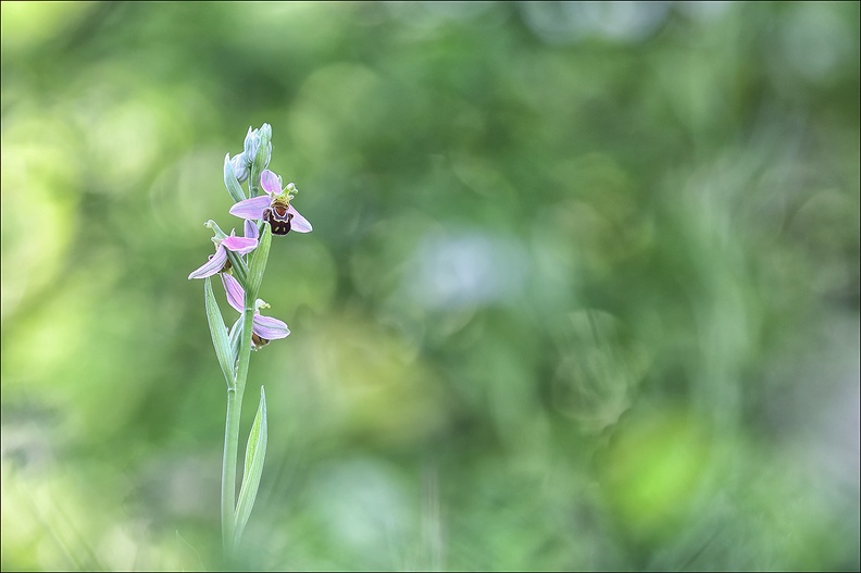 Ophrys apifera_30-05-21_17.jpg