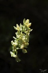 Orchis provincialis 28-04-22 018+