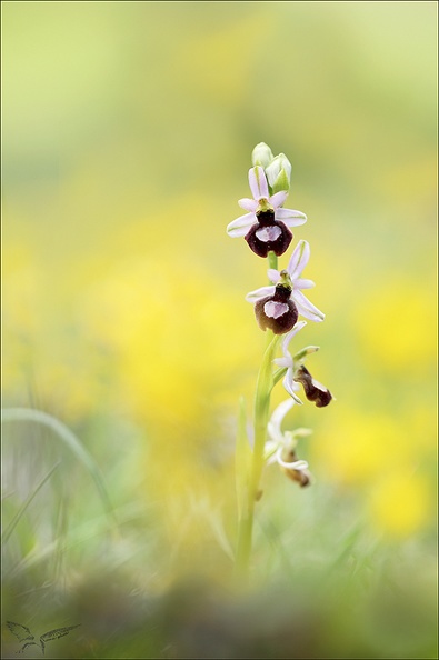 Ophrys drumana x ..._01-05-22_002.jpg