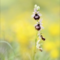Ophrys drumana x ... 01-05-22 002