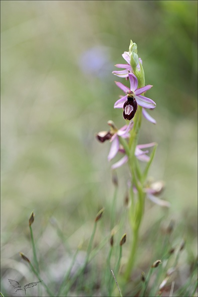 Ophrys drumana_01-05-22_003.jpg