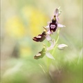 Ophrys drumana 01-05-22 005