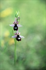 Ophrys drumana 01-05-22 0010