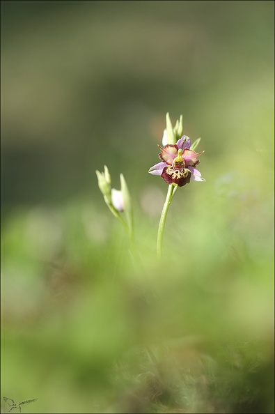 Ophrys fuci lusus mickey_01-05-22_008.jpg